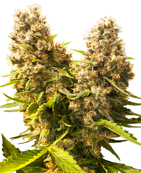 sensi seeds banana Kush Cake Auto cannabis plant