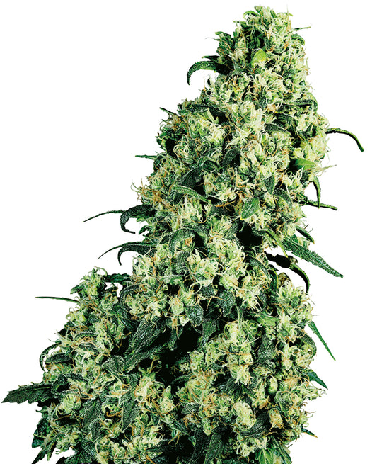 Sensi Seeds Skunk Number 1 Feminized Cannabis plant