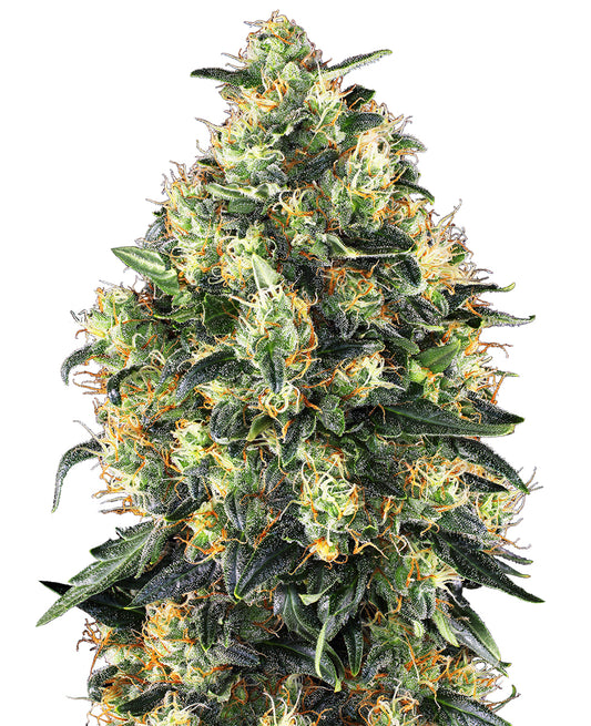 Sensi Seeds Super Skunk Auto Cannabis Plant