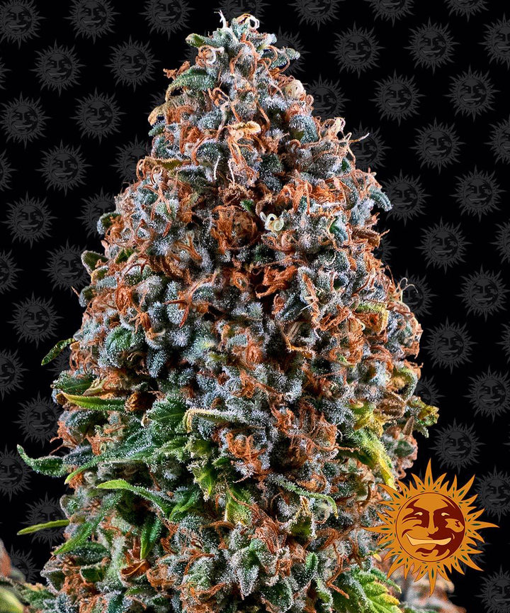 barneys farm critical kush feminized cannabis plant